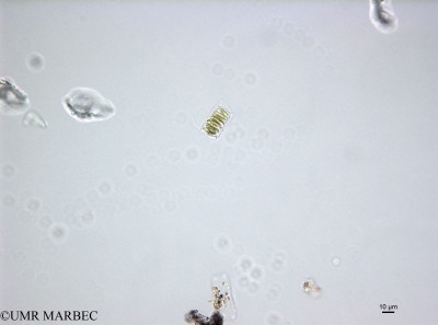 phyto/French_Polynesia/Tahiti_Papeete/PHYTOCONT June 2015/Plagiogramma sp (150731_001_ovl-2).tif(copy)_thumb.jpg